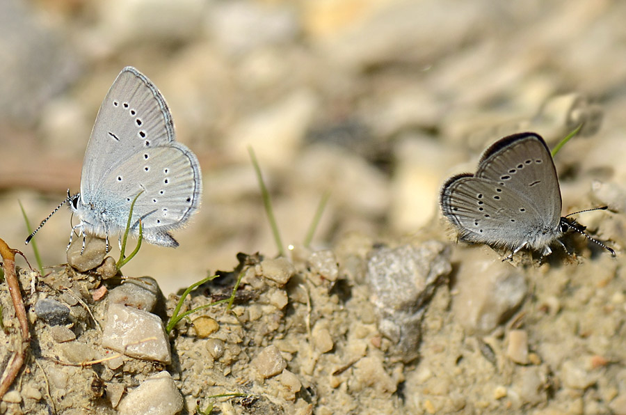 Celastrina argiolus e Cupido minimus ?